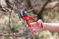 Red pruner in the hands of a girl