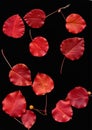 Red Prunus leaves in autumn
