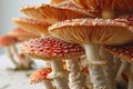 red psychoactive fly agaric mushrooms on a white background