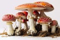 red psychoactive fly agaric mushrooms on a white background