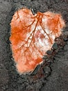 Red puddle formed on asphalt with quartzite protrusion