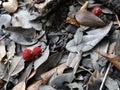 Red Puffball Mushrooms Growing in Leaf Mulch
