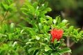 Red Punica granatum flowers on tree, pomegranate blossom in Crete in Greece Royalty Free Stock Photo