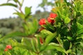 Red Punica granatum flowers on tree, pomegranate blossom in Crete in Greece Royalty Free Stock Photo