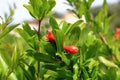 Red Punica granatum flowers on tree, pomegranate blossom in Crete in Greece Royalty Free Stock Photo