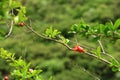 Red Punica granatum flowers on tree, pomegranate blossom in Crete in Greece Royalty Free Stock Photo