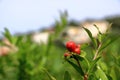 Red Punica granatum flowers on tree, pomegranate blossom in Crete in Greece Royalty Free Stock Photo