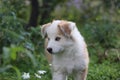 Red puppy in the green grass