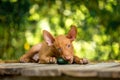 Red puppy Pharaoh`s red dog in nature cute eating cucumber Royalty Free Stock Photo