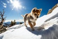 red puppy shiba inu runs through the snow on a sunny day against the blue sky