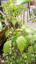 Red purle of a chilli plants Royalty Free Stock Photo