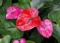 Red and purple anthurium flowers