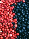 Red-purple background blueberries and cranberries. Royalty Free Stock Photo