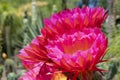 Red and purple beautiful and colorful flowers of hedgehog echinopsis cactus