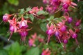 Bright pink purple fuchsia Autumnale flowers on tree with water drops after rain