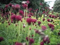 Red purple brook thistle in bloom Royalty Free Stock Photo