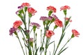 Red and purple carnation flowers