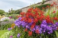 Red and purple clump forming perennial plants in garden.