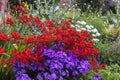 Red and purple clump forming perennial plants in garden.