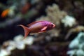 Red and purple coral fish Royalty Free Stock Photo