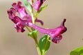 Red purple Corydalis hyrcana flower in pale background