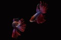 Red purple crown tail betta siamnse fighting fish on black background Royalty Free Stock Photo