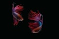 Red purple crown tail betta siamnse fighting fish isolated on black background Royalty Free Stock Photo