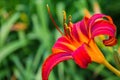 Red-purple daylilies flowers or Hemerocallis. Daylilies on green leaves background. Flower beds with flowers in garden. Royalty Free Stock Photo