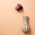 Red purple dry tulip flower in a vase on pink beige background Royalty Free Stock Photo