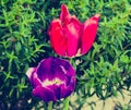 Red and Purple Dutch Tulips