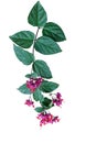 Red purple flowers with green leaves of tropical bleeding heart vine or bagflower Clerodendrum spp. the liana flowering vine Royalty Free Stock Photo