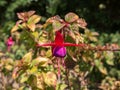 Red purple fuchsia flower