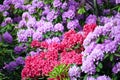 Red and purple hydrangea flower garden spring Royalty Free Stock Photo