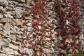 Red and purple ivy leaves, liana twigs cover old wall of coquina stones, hard shadows