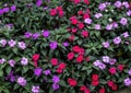 Red, purple and light purple impatiens flowers at the Dallas Arboretum and Botanical Garden in Dallas, Texas. Royalty Free Stock Photo