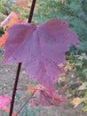 Red almost purple maple leaf