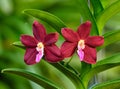 Red-Purple Orchid flower - Vanda Royalty Free Stock Photo