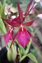 Red purple orchid from indonesia