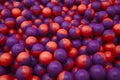 Red & purple paintballs Royalty Free Stock Photo