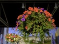 Red and purple petunia flower basket hanging under the outdoor ceiling lights