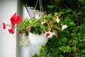 Red and purple petunias, along with white \'Illumination White\' begonias, bloom in a hanging pot in July.