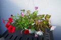 Red and purple petunias, along with white \'Illumination White\' begonias, bloom in a hanging pot in July.