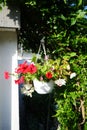 Red and purple petunias, along with white \'Illumination White\' begonias, bloom in a hanging pot in July.