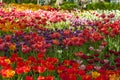 Red, purple, pink and yellow tulips in a park during tulip festival in Saint Petersburg. Colorful flowers. Royalty Free Stock Photo