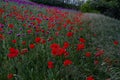 Red and purple poppies on a summer meadow Royalty Free Stock Photo