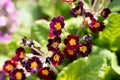 Red and purple primroses on a palm