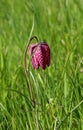 Red/purple snake's head fritillary (Fritillaria meleagris) on a meadow with a green bakground