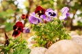 Red and purple summer flowers in a yard, Selective focus