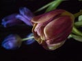 Red, purple tulip close-upRed tulip