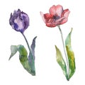 Red and purple tulip floral botanical flowes. Watercolor background set. Isolated tulips illustration element.